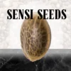 Sensi Seeds Samen