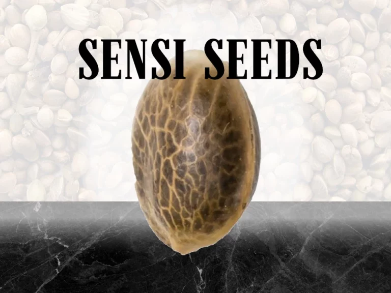 Sensi Seeds - Michka - 10 Samen, reg.