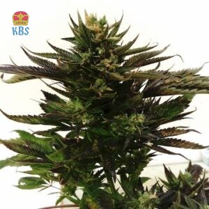 Pure Regular Seeds - Amnebula - 10 Samen, reg.