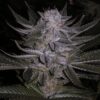 Cannapot Seeds - Blueberry - 10 Samen, reg.