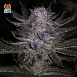 Cannapot Seeds - Blueberry - 10 Samen, reg.