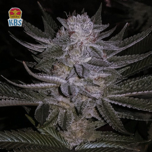 Cannapot Seeds - Blueberry - 10 Samen, reg.