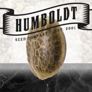 Humboldt - Ice Cream Cake Fast - 3 Samen, fem.