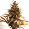 Pure Regular Seeds - Shamnesia - 10 Samen, reg.