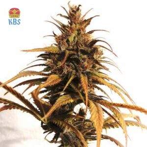 Pure Regular Seeds - Shamnesia - 10 Samen, reg.