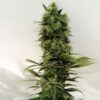 Pure Regular Seeds - Amnesia F2 - 10 Samen, reg.