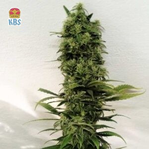 Pure Regular Seeds - Amnesia F2 - 10 Samen, reg.