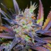 Cannapot Seeds - Blue Dream - 5 Samen, fem.