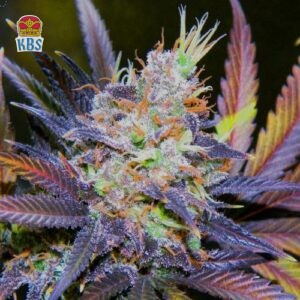 Cannapot Seeds - Blue Dream - 5 Samen, fem.