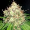 Cannapot Seeds - Chocolope - 5 Samen, fem.