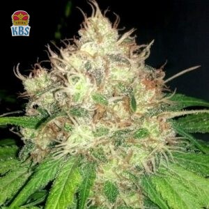 Cannapot Seeds - Chocolope - 5 Samen, fem.