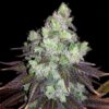 Cannapot Seeds - Colombian Thai - 10 Samen, reg.