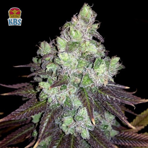 Cannapot Seeds - Colombian Thai - 10 Samen, reg.