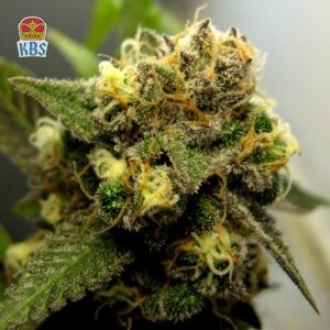 Cannapot Seeds - Exodus Cheese - 10 Samen, reg.