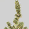 Cannapot Seeds - Special Original Haze - 10 Samen, reg.