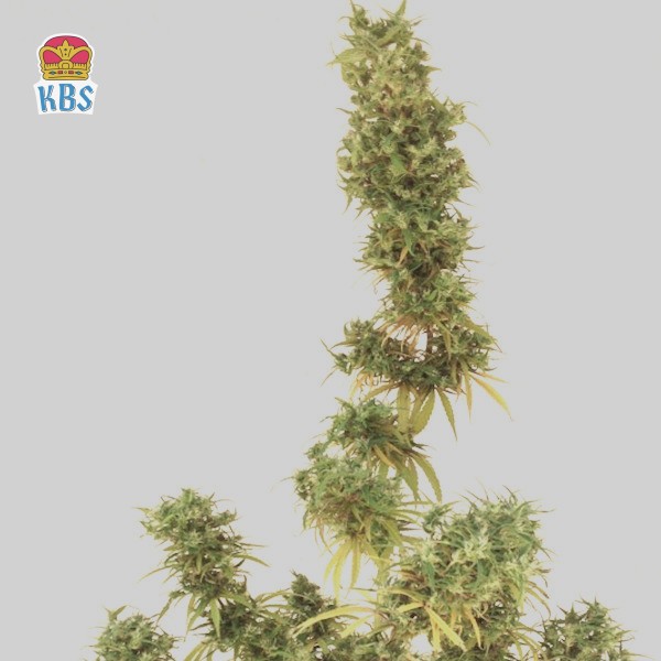 Cannapot Seeds - Special Original Haze - 10 Samen, reg.