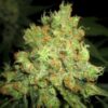 Cannapot Seeds - Sweet Cinnamon - 10 Samen, reg.