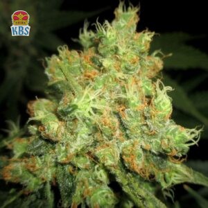 Cannapot Seeds - Sweet Cinnamon - 10 Samen, reg.