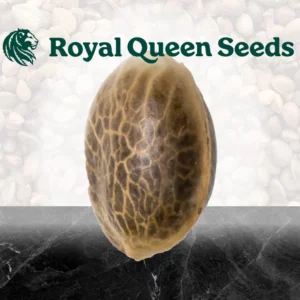 Royal Queen Seeds - AMG - 1-25 Samen, fem.