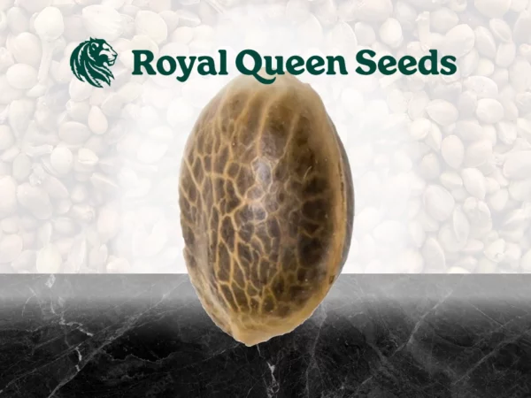 Royal Queen Seeds Samen