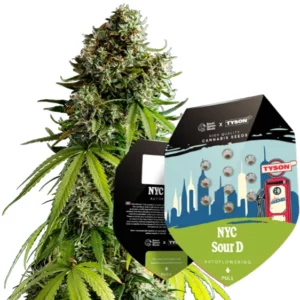 Tyson 2.0 – NYC Sour D Samen